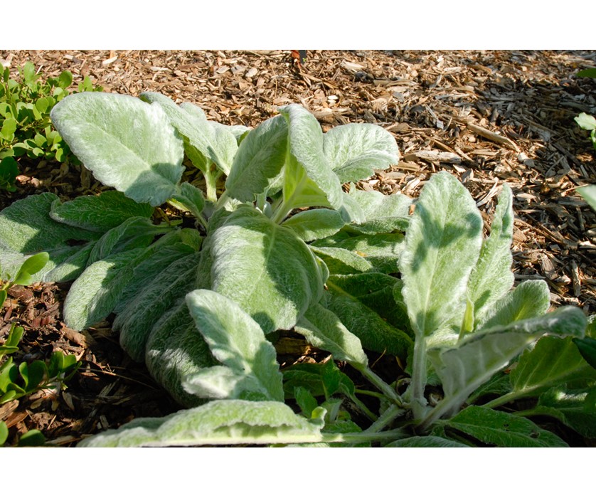 Silver Sage